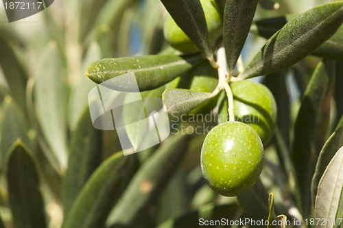 Image of Olives on a branch