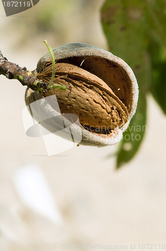 Image of Nearly ripe almonds