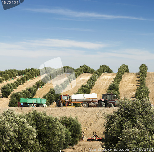 Image of Olive plantation