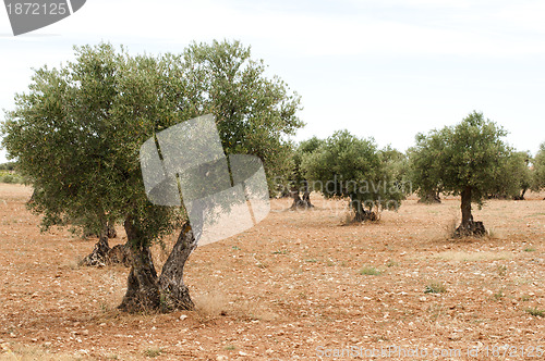 Image of Olive trees