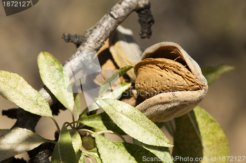 Image of Nearly ripe almonds