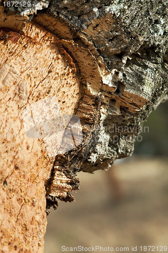 Image of A corkwood tree