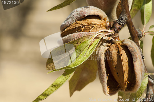 Image of Nearly ripe almonds