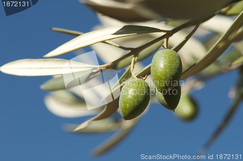 Image of Olives on a branch