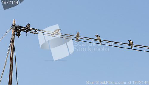 Image of Birds on a wire. Concept of uniqueness and difference