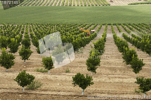 Image of Yang orange trees plant