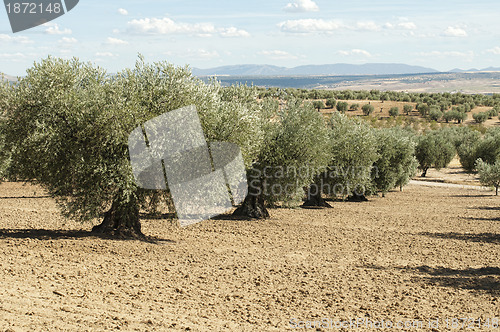 Image of Olive trees