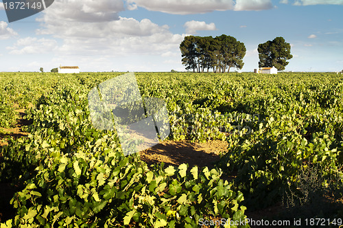 Image of Vineyards and winery
