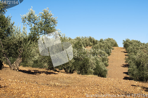 Image of Olive trees