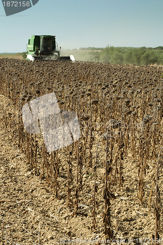 Image of Harvester reaps sunflowers