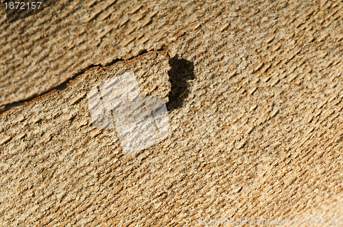 Image of Tree crust close up