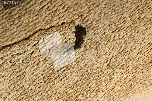 Image of Tree crust close up