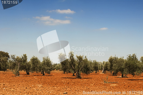 Image of Olive trees in plantation