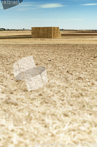 Image of Straw bales in a wheat field