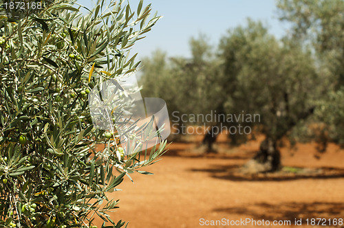 Image of Olive plantation and olives on branch