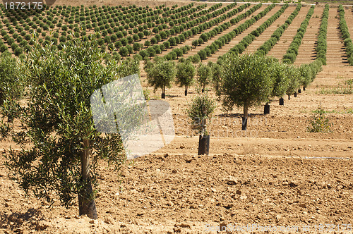Image of Young olive trees