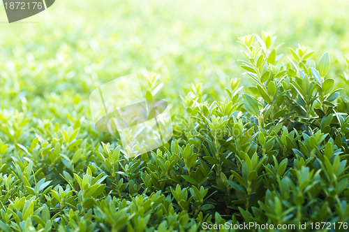 Image of Grass background