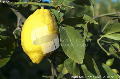 Image of Lemon fruit on branch