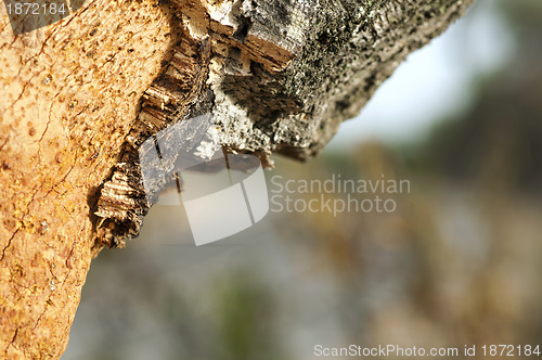 Image of A corkwood tree