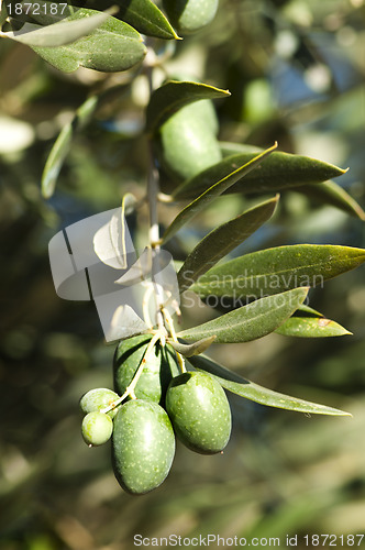 Image of Olives on a branch