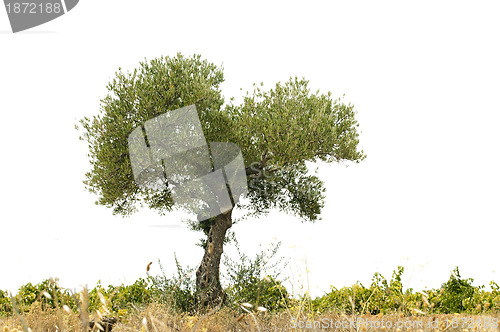 Image of Olive tree over white