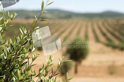 Image of Young olive trees