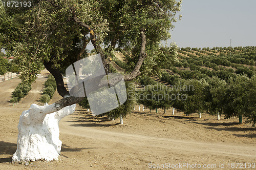 Image of Olive trees in plantation