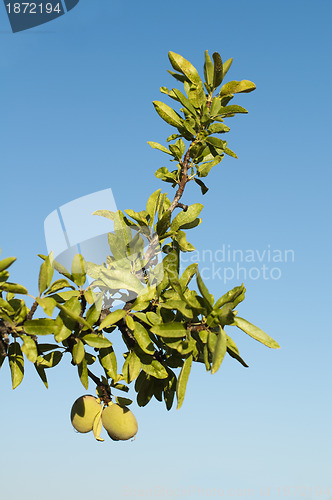 Image of Almond fruit on the branch