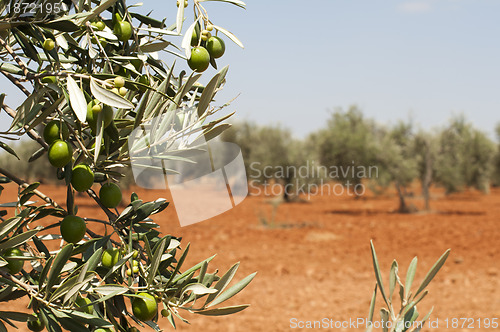 Image of Olive plantation and olives on branch