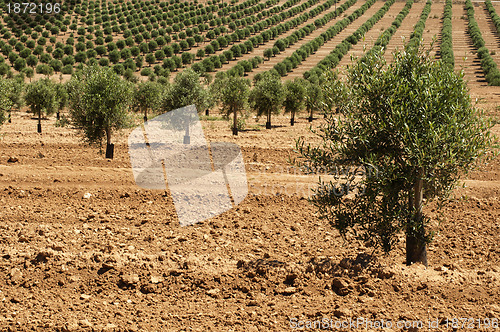 Image of Young olive trees