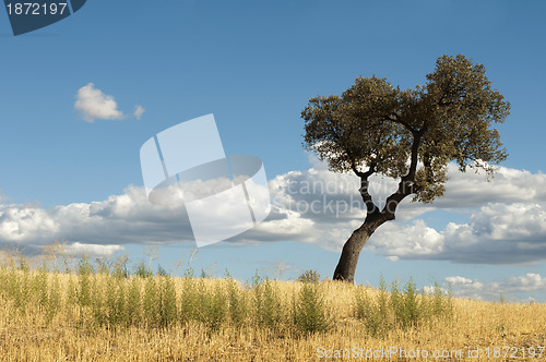 Image of Acorns tree and blue cloudy sky