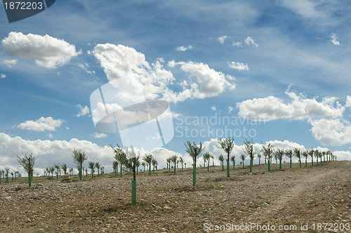 Image of Yang olive trees in a row