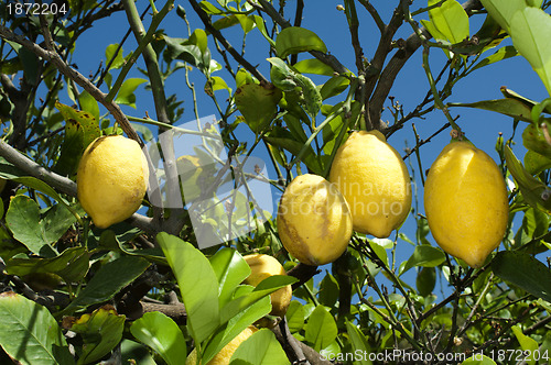 Image of Lemon fruits on branch
