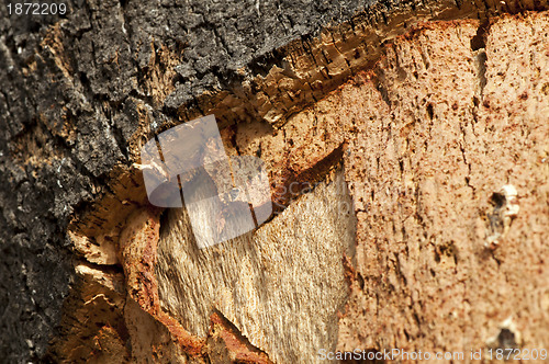 Image of Cork crust