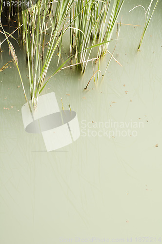 Image of Cane in River