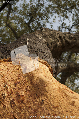 Image of A corkwood tree