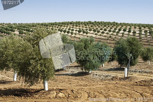 Image of Young olive trees