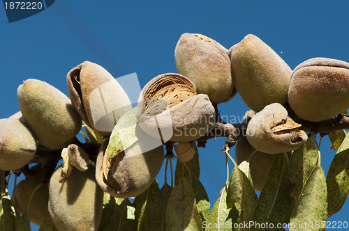 Image of Nearly ripe almonds