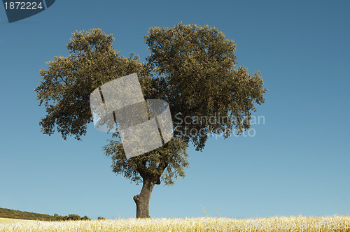 Image of Acorns trees
