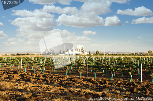 Image of Young vineyards and wine fabric