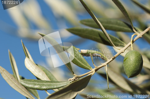 Image of Olives on a branch