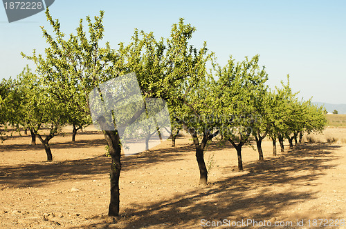 Image of Almond plantation trees