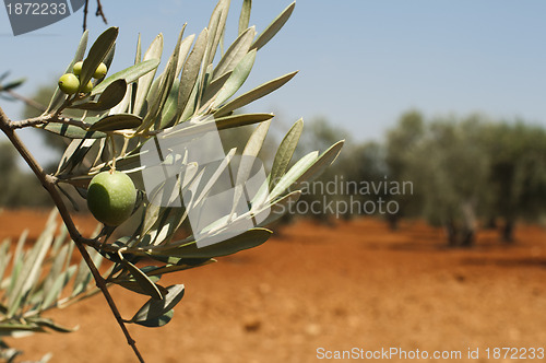 Image of Olive plantation and olives on branch