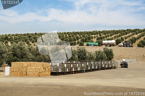 Image of Olive plantation