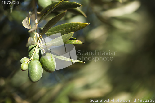 Image of Olives on a branch