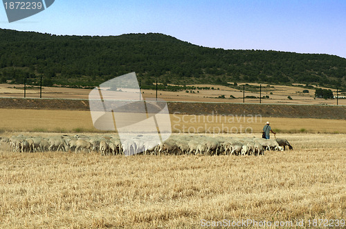 Image of Herd of sheep