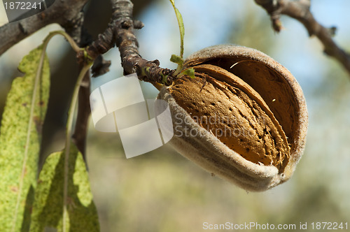 Image of Nearly ripe almonds