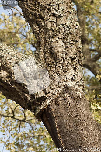 Image of A corkwood tree