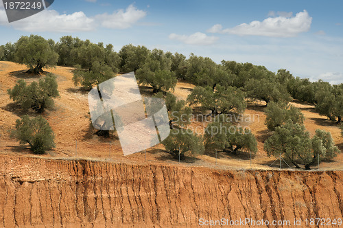 Image of Olive plantation