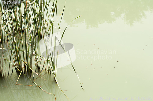 Image of Cane in River